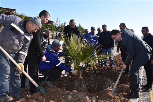 Kaymakam/Belediye Başkan V. Ercan Kayabaşı, asfalt çalışmaları tamamlanan Şırnak Caddesi’nde Palmiye Ağacı Dikti.